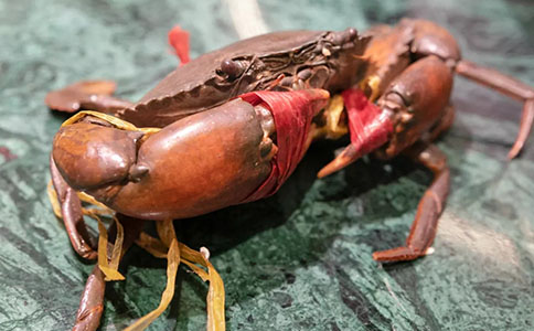 莱州火锅加盟品牌有哪些？如何对比选择？